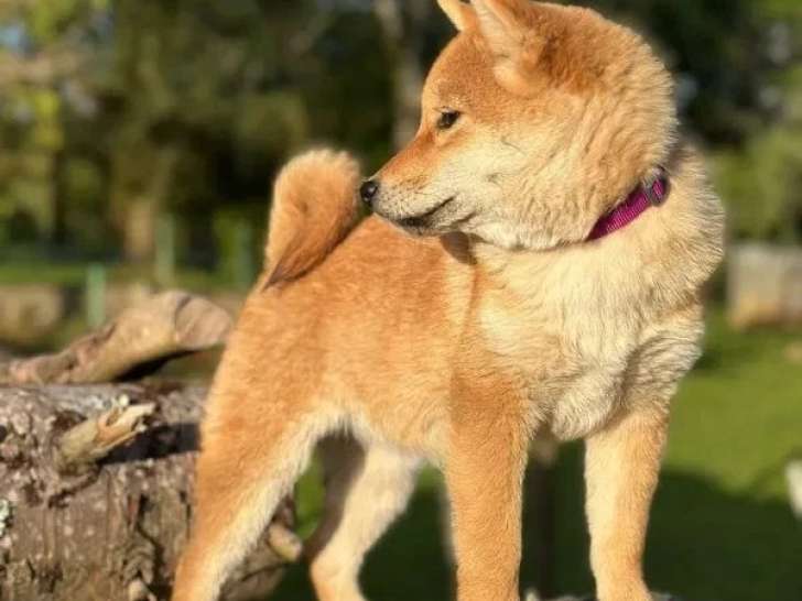 Une emelle Shiba inscrite au LOF née janvier 2026 à vendre