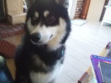 Loki, mâle Pomsky disponible pour saillie