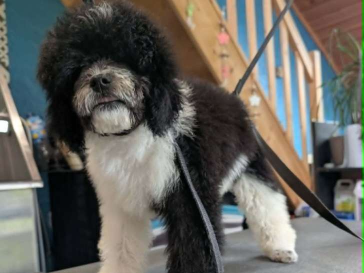 Chiot Caniche nain bicolore tuxedo à vendre