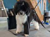 Chiot Caniche nain bicolore tuxedo à vendre