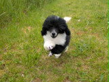 Chiot Caniche nain bicolore tuxedo à vendre