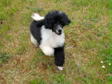 Chiot Caniche nain bicolore tuxedo à vendre