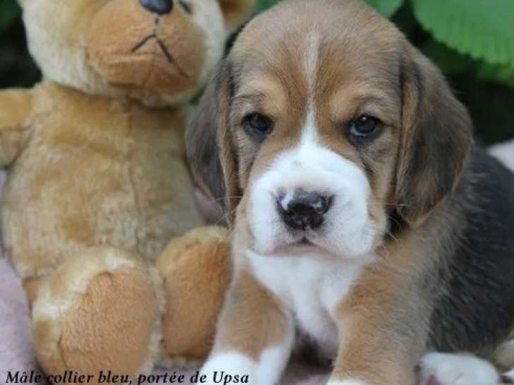 Chiot Beagle mâle tricolore à vendre LOF né en avril 2026