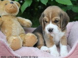 Chiot Beagle mâle tricolore à vendre LOF né en avril 2026