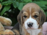 Chiot Beagle mâle tricolore à vendre LOF né en avril 2026