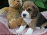 Chiot Beagle mâle tricolore à vendre LOF né en avril 2026