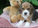 Chiot Beagle mâle tricolore à vendre LOF né en avril 2026