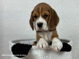 Chiot Beagle mâle tricolore à vendre LOF né en avril 2026