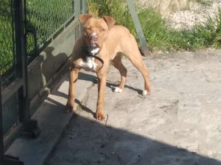 Chien adulte de type Pitbull mâle à donner