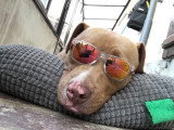 Chien adulte de type Pitbull mâle à donner