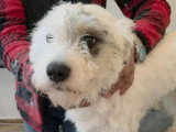 Oslo, le petit chien blanc à adopter en association