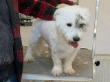 Oslo, le petit chien blanc à adopter en association