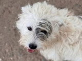 Oslo, le petit chien blanc à adopter en association
