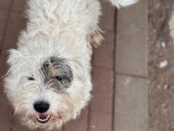 Oslo, le petit chien blanc à adopter en association