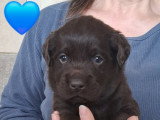 Chiot Labrador chocolat à vendre