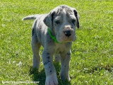 11 chiots Dogue Allemand LOF nés en avril 2026 à réserver