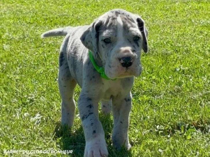 11 chiots Dogue Allemand LOF nés en avril 2026 à réserver