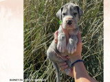 11 chiots Dogue Allemand LOF nés en avril 2026 à réserver