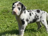 11 chiots Dogue Allemand LOF nés en avril 2026 à réserver