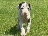 11 chiots Dogue Allemand LOF nés en avril 2026 à réserver