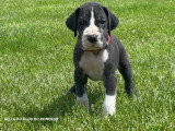 11 chiots Dogue Allemand LOF nés en avril 2026 à réserver
