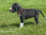11 chiots Dogue Allemand LOF nés en avril 2026 à réserver
