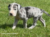 11 chiots Dogue Allemand LOF nés en avril 2026 à réserver