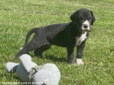 11 chiots Dogue Allemand LOF nés en avril 2026 à réserver