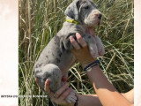 11 chiots Dogue Allemand LOF nés en avril 2026 à réserver