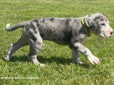 11 chiots Dogue Allemand LOF nés en avril 2026 à réserver