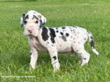 10 chiots Dogue Allemand LOF nés en avril 2026 à réserver