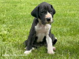 10 chiots Dogue Allemand LOF nés en avril 2026 disponibles