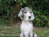 10 chiots Dogue Allemand LOF nés en avril 2026 disponibles