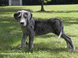 10 chiots Dogue Allemand LOF nés en avril 2026 disponibles
