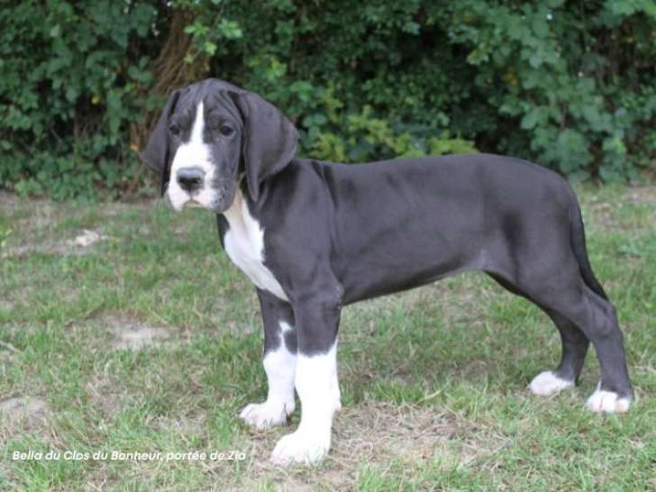 Chiots Dogue Allemand LOF nés en avril 2026 disponibles