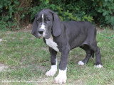 10 chiots Dogue Allemand LOF nés en avril 2026 disponibles
