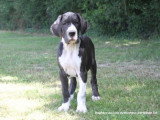 Chiots Dogue Allemand LOF nés en avril 2026 disponibles