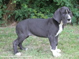 Chiots Dogue Allemand LOF nés en avril 2026 disponibles
