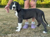 Chiots Dogue Allemand LOF nés en avril 2026 disponibles
