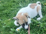 Barney, chiot à adopter d'urgence en association