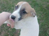 Barney, chiot à adopter d'urgence en association