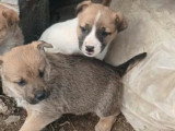 Barney, chiot à adopter d'urgence en association