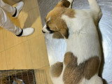Barney, chiot à adopter d'urgence en association