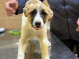 Barney, chiot à adopter d'urgence en association