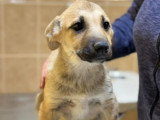 Mike, chiot croisé Malinois à adopter en association