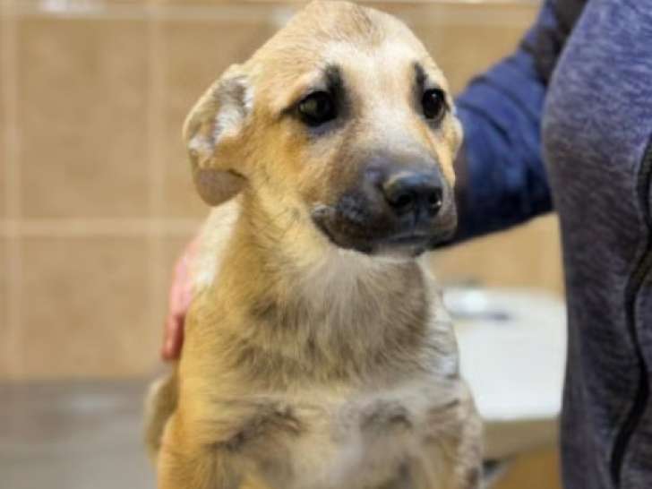 Mike, chiot croisé Malinois à adopter en association