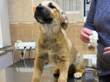 Mike, chiot croisé Malinois à adopter en association
