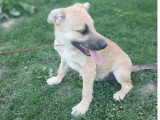Mike, chiot croisé Malinois à adopter en association