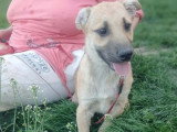 Mike, chiot croisé Malinois à adopter en association