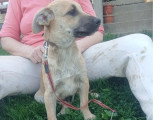 Mike, chiot croisé Malinois à adopter en association